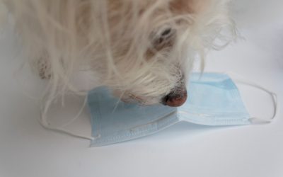 COVID-19: Airport Dogs Could be the Key to Halting Spread of Virus